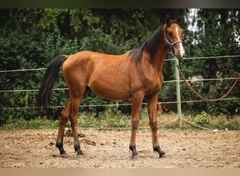Koń trakeński, Wałach, 3 lat, 157 cm, Gniada