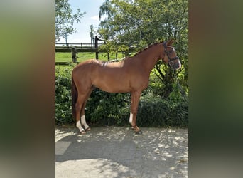 Koń trakeński, Wałach, 3 lat, 162 cm, Kasztanowata