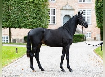 Koń trakeński, Wałach, 3 lat, 162 cm, Skarogniada