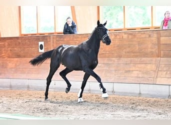 Koń trakeński, Wałach, 3 lat, 162 cm, Skarogniada