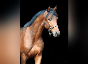 Koń trakeński, Wałach, 3 lat, 163 cm, Gniada