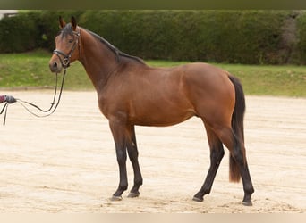 Koń trakeński, Wałach, 3 lat, 163 cm, Gniada