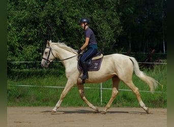 Koń trakeński, Wałach, 3 lat, 163 cm, Izabelowata