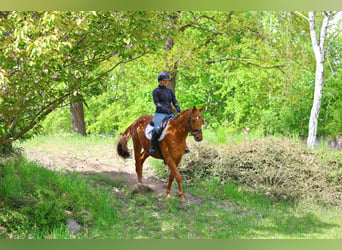 Koń trakeński, Wałach, 3 lat, 163 cm, Kasztanowata