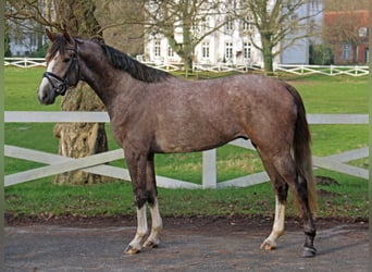 Koń trakeński, Wałach, 3 lat, 163 cm, Siwa