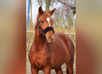 Koń trakeński, Wałach, 3 lat, 165 cm, Kasztanowata