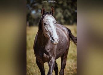 Koń trakeński, Wałach, 3 lat, 165 cm, Siwa
