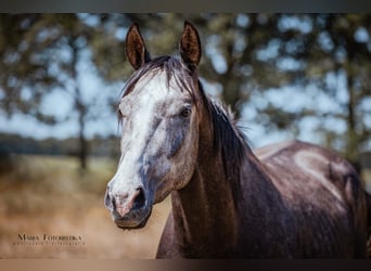 Koń trakeński, Wałach, 3 lat, 165 cm, Siwa