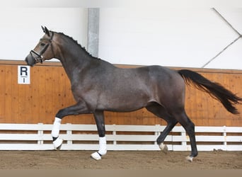 Koń trakeński, Wałach, 3 lat, 166 cm, Siwa