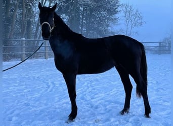 Koń trakeński, Wałach, 3 lat, 167 cm, Kara