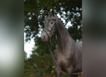 Koń trakeński, Wałach, 3 lat, 167 cm, Siwa