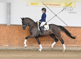 Koń trakeński, Wałach, 3 lat, 168 cm, Ciemnogniada