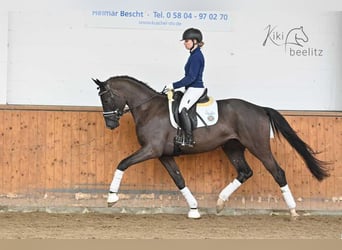 Koń trakeński, Wałach, 3 lat, 168 cm, Ciemnogniada