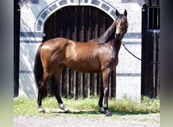 Koń trakeński, Wałach, 3 lat, 168 cm, Gniada