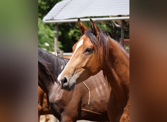 Koń trakeński, Wałach, 3 lat, 168 cm, Gniada