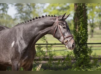 Koń trakeński, Wałach, 3 lat, 169 cm, Karosiwa