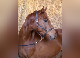 Koń trakeński, Wałach, 3 lat, 170 cm, Ciemnokasztanowata