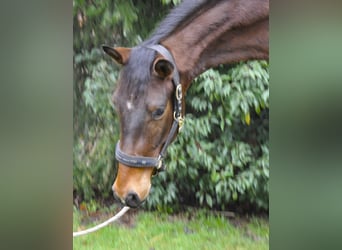 Koń trakeński, Wałach, 3 lat, 170 cm, Gniada