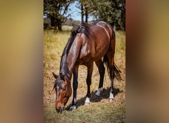 Koń trakeński, Wałach, 3 lat, 172 cm, Ciemnogniada