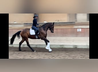 Koń trakeński, Wałach, 3 lat, 172 cm, Gniada
