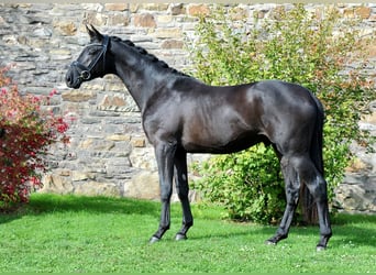 Koń trakeński, Wałach, 3 lat, 172 cm, Skarogniada
