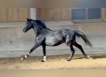 Koń trakeński, Wałach, 3 lat, Kara