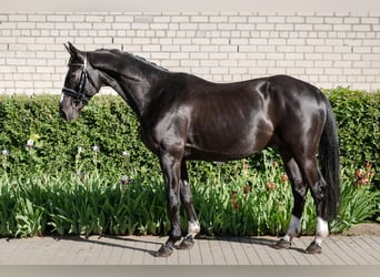 Koń trakeński, Wałach, 4 lat, 162 cm, Kara