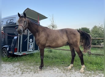 Koń trakeński, Wałach, 4 lat, 165 cm, Jelenia