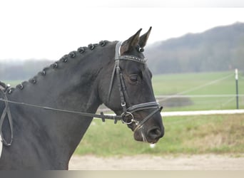 Koń trakeński, Wałach, 4 lat, 165 cm, Kara