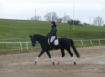 Koń trakeński, Wałach, 4 lat, 165 cm, Kara