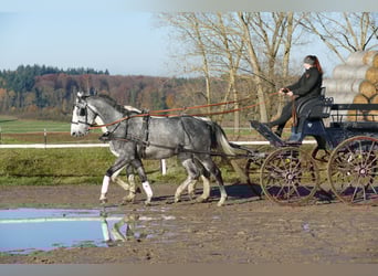 Koń trakeński, Wałach, 4 lat, 166 cm, Siwa