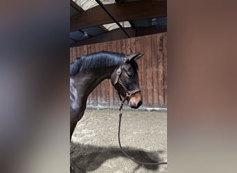 Koń trakeński, Wałach, 4 lat, 167 cm, Ciemnogniada