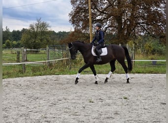 Koń trakeński, Wałach, 4 lat, 167 cm, Kara