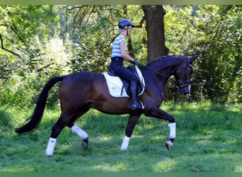 Koń trakeński, Wałach, 4 lat, 168 cm, Ciemnogniada