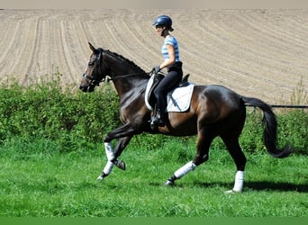 Koń trakeński, Wałach, 4 lat, 168 cm, Ciemnogniada