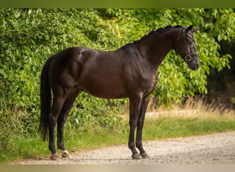 Koń trakeński, Wałach, 4 lat, 168 cm, Kara