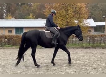 Koń trakeński, Wałach, 4 lat, 168 cm, Skarogniada