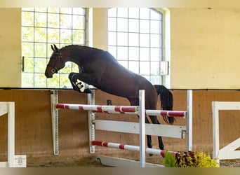Koń trakeński, Wałach, 4 lat, 169 cm, Ciemnogniada
