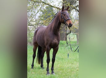 Koń trakeński, Wałach, 4 lat, 169 cm, Ciemnogniada