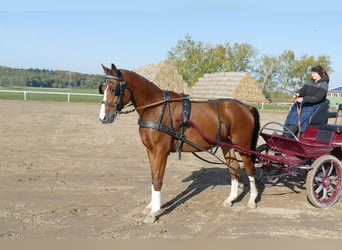 Koń trakeński, Wałach, 4 lat, 169 cm, Gniada