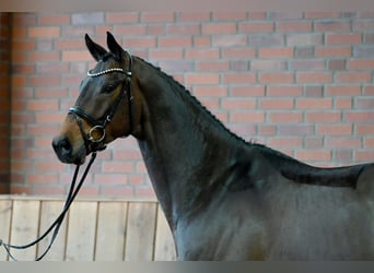 Koń trakeński, Wałach, 4 lat, 170 cm, Ciemnogniada