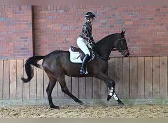 Koń trakeński, Wałach, 4 lat, 170 cm, Ciemnogniada