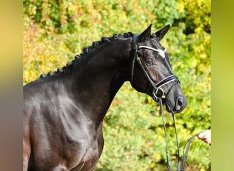 Koń trakeński, Wałach, 4 lat, 170 cm, Kara