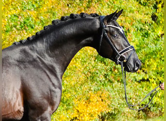 Koń trakeński, Wałach, 4 lat, 170 cm, Kara