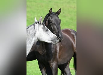 Koń trakeński, Wałach, 4 lat, 172 cm, Skarogniada