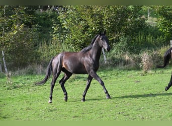 Koń trakeński, Wałach, 4 lat, 172 cm, Skarogniada