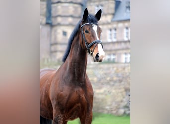 Koń trakeński, Wałach, 4 lat, 173 cm, Ciemnogniada