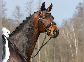Koń trakeński, Wałach, 4 lat, 173 cm, Gniada
