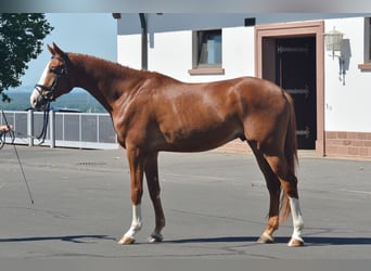 Koń trakeński, Wałach, 4 lat, 175 cm, Kasztanowata