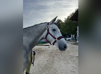 Koń trakeński, Wałach, 4 lat, 175 cm, Siwa